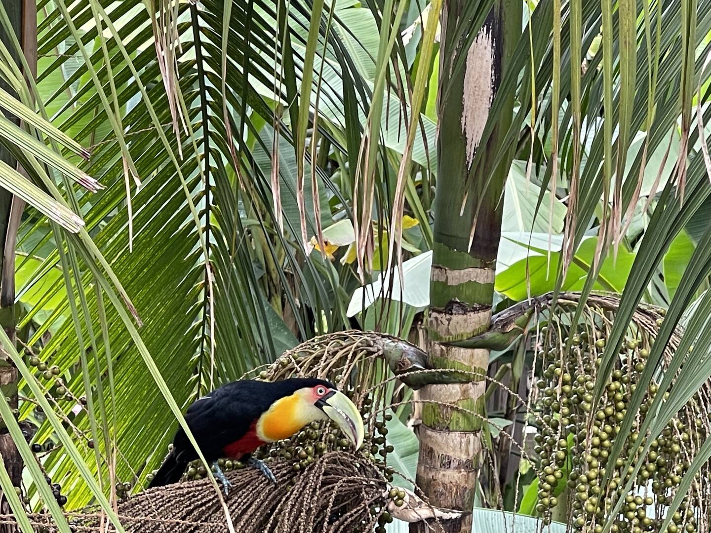 Casa, 3 quartos - Foto 64