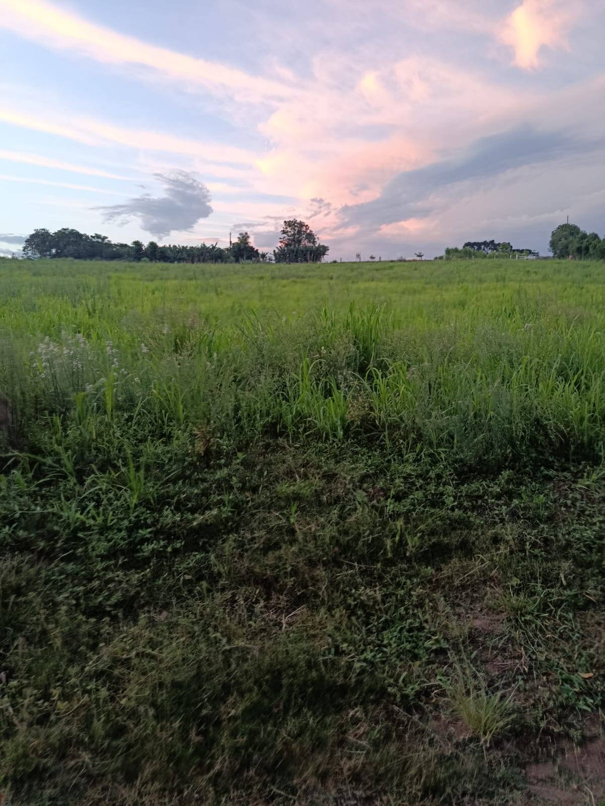 Terreno, 7 hectares - Foto 2