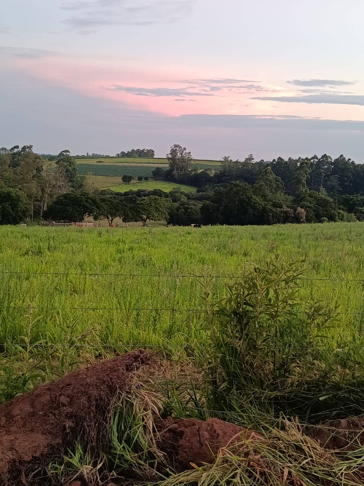 Terreno, 7 hectares - Foto 8