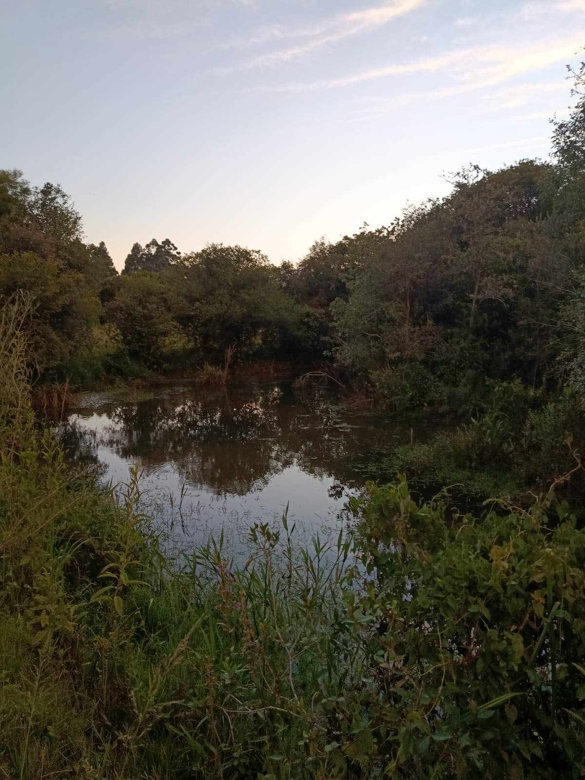 Terreno, 7 hectares - Foto 6