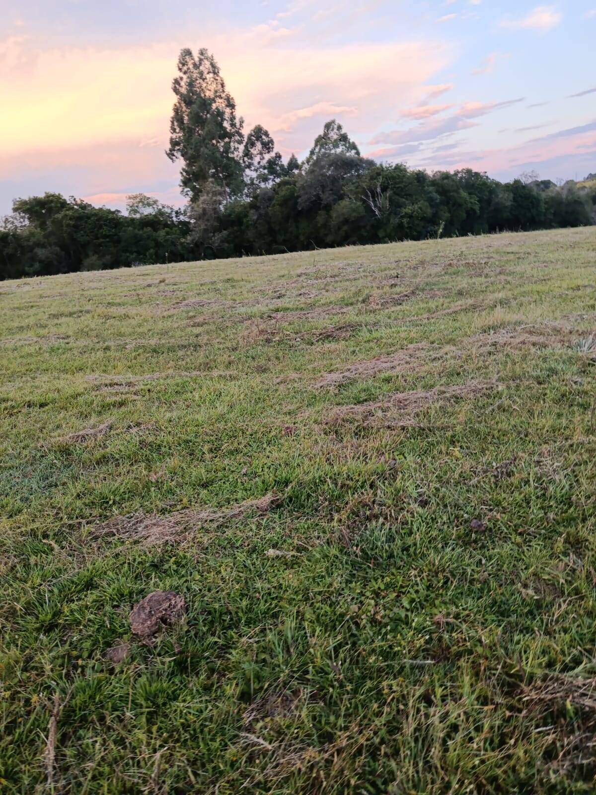 Terreno, 7 hectares - Foto 11
