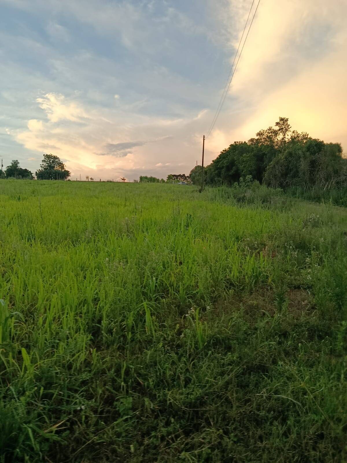 Terreno, 7 hectares - Foto 15
