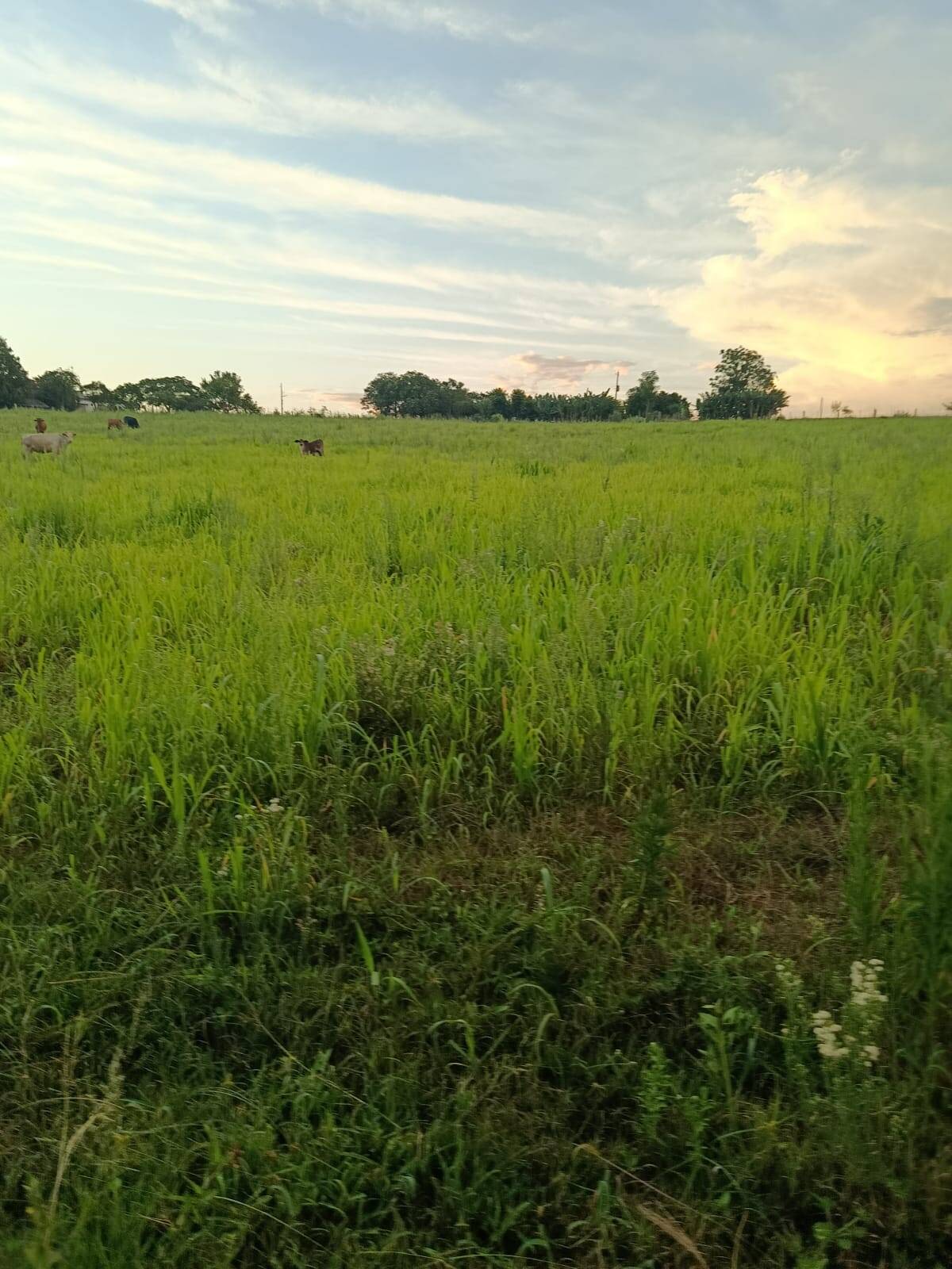 Terreno, 7 hectares - Foto 21