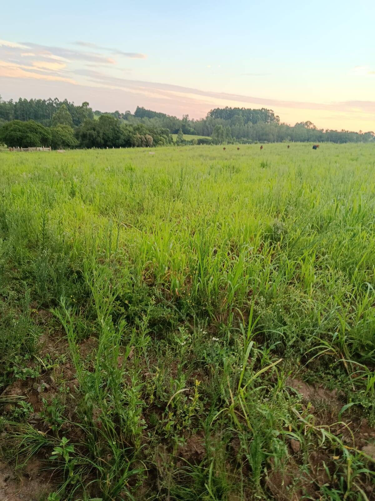Terreno, 7 hectares - Foto 25