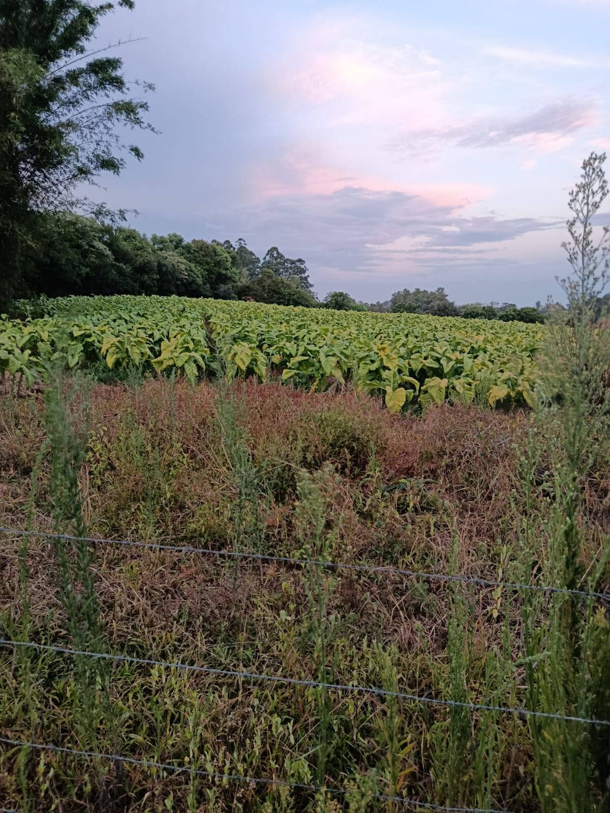 Terreno, 7 hectares - Foto 26