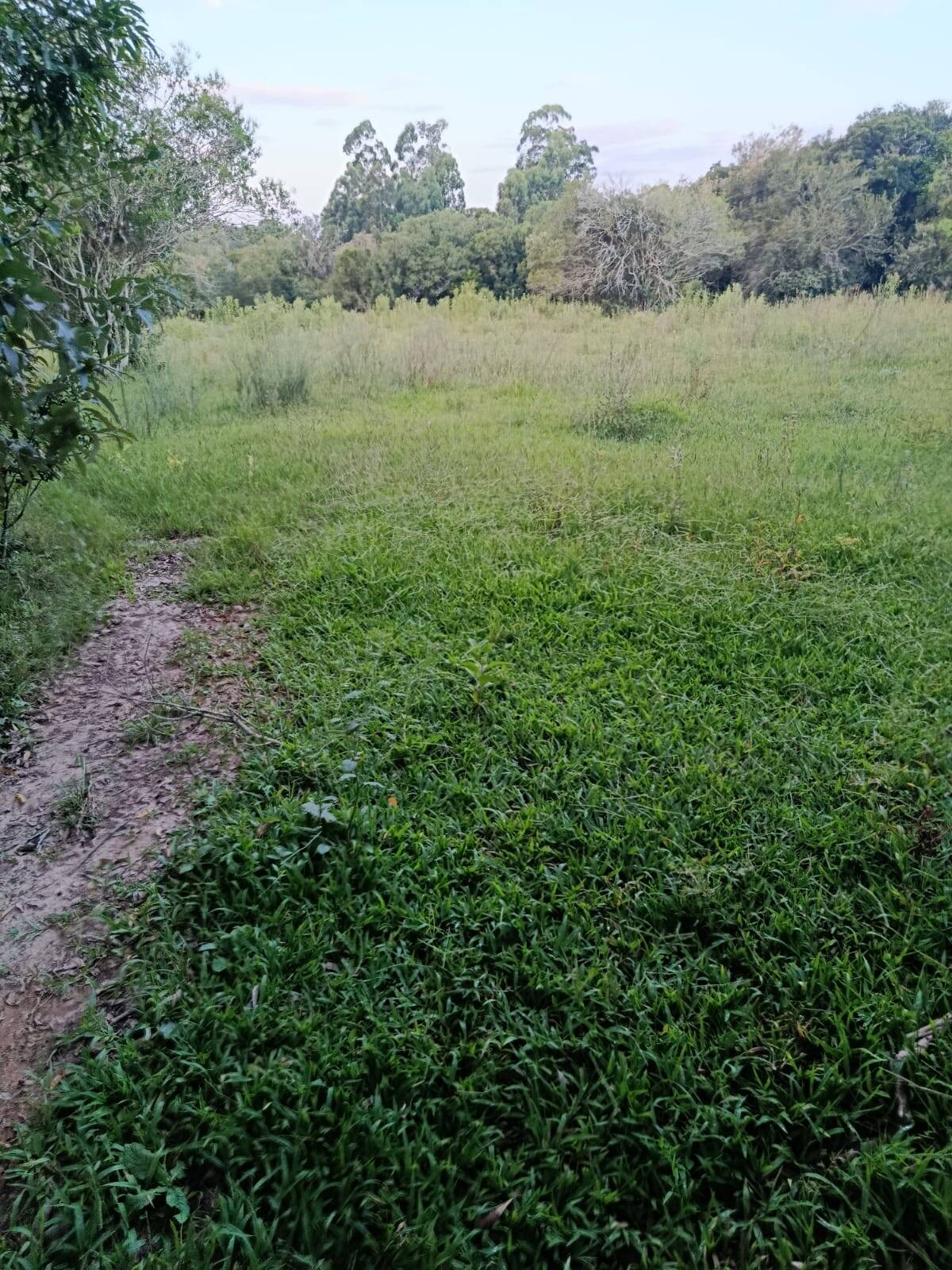 Terreno, 7 hectares - Foto 29
