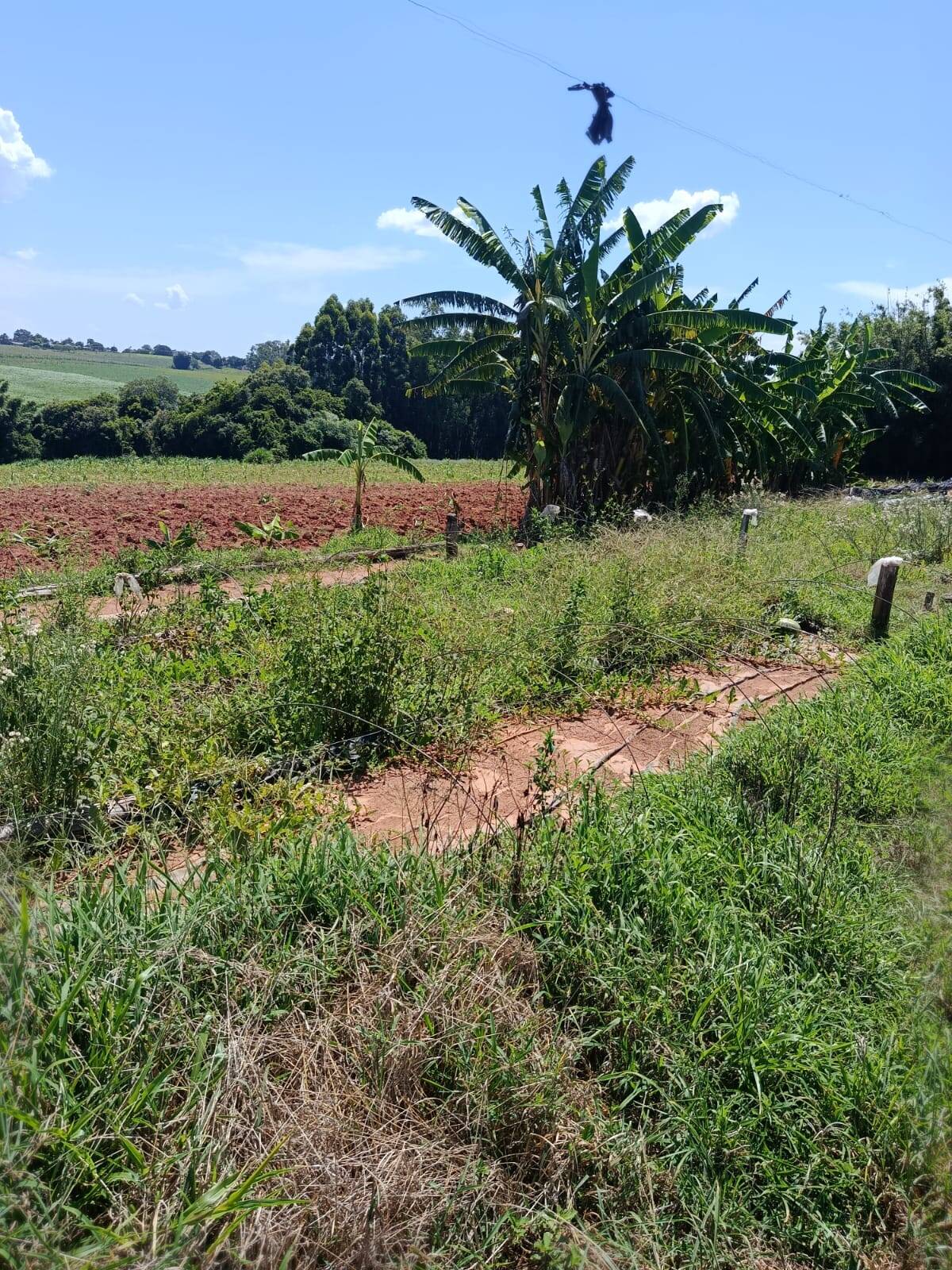 Terreno, 10 hectares - Foto 9