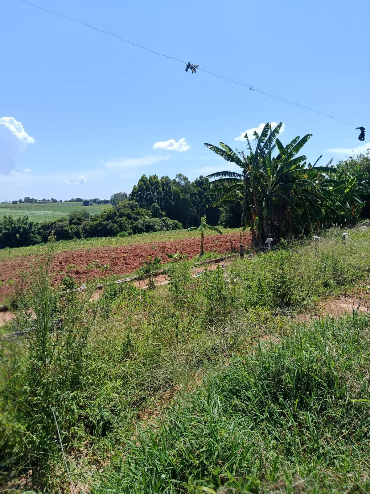 Terreno, 10 hectares - Foto 10
