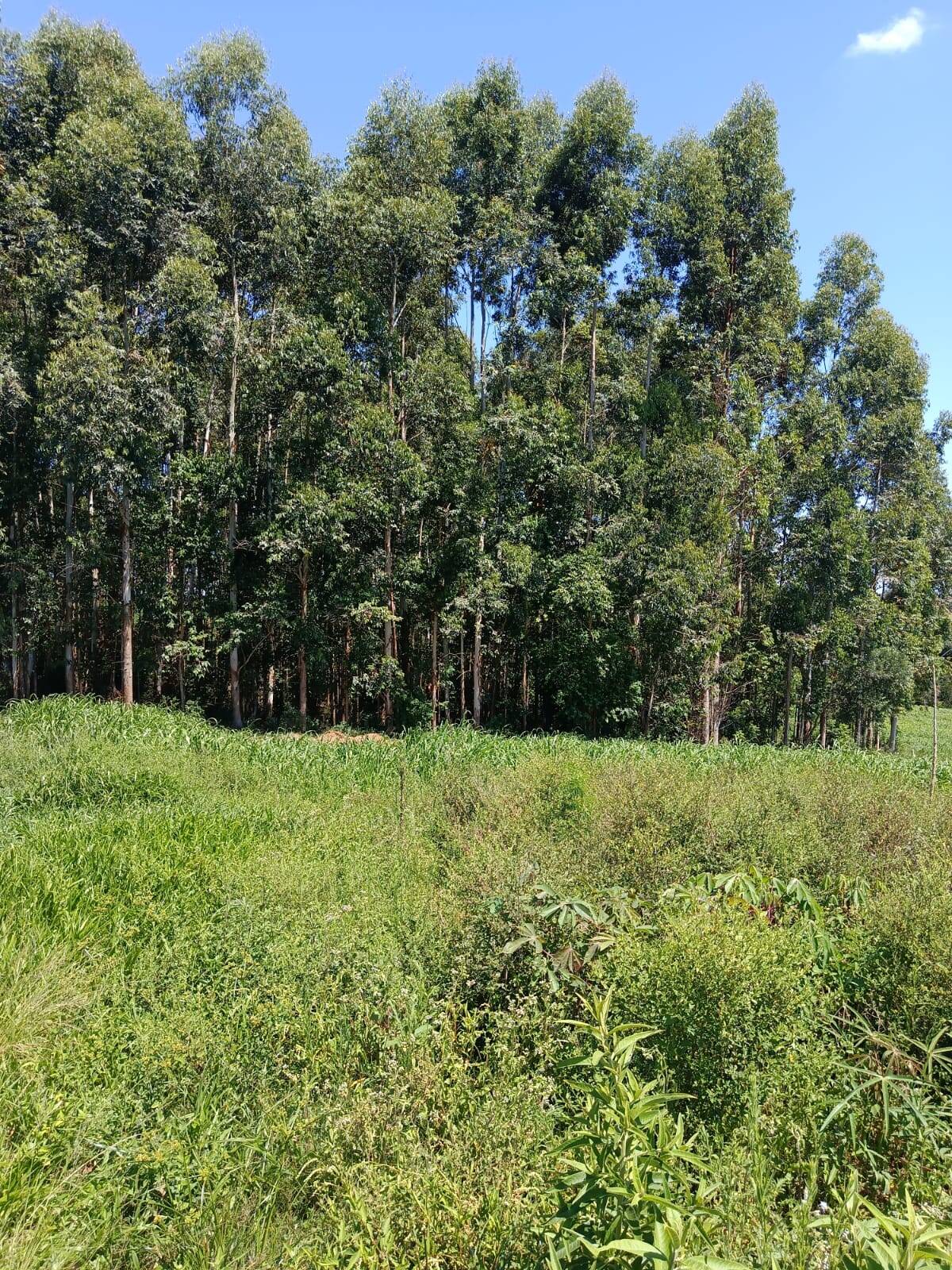 Terreno, 10 hectares - Foto 15