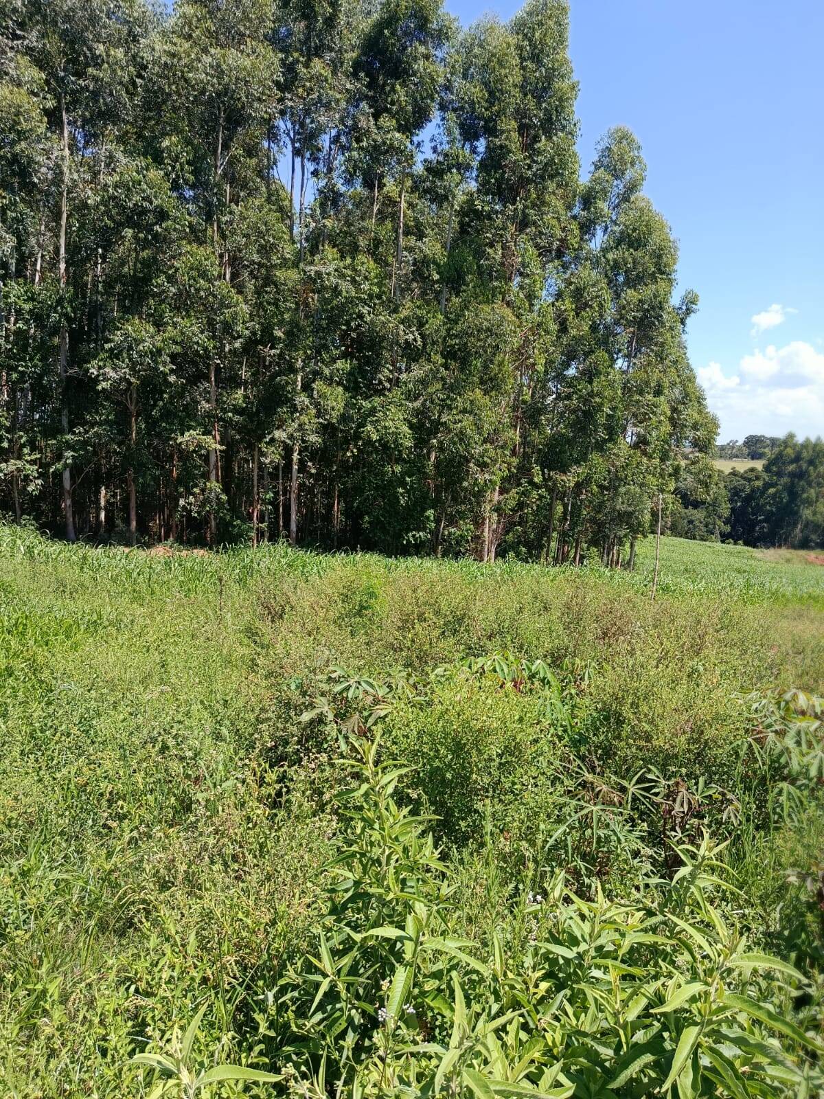 Terreno, 10 hectares - Foto 16