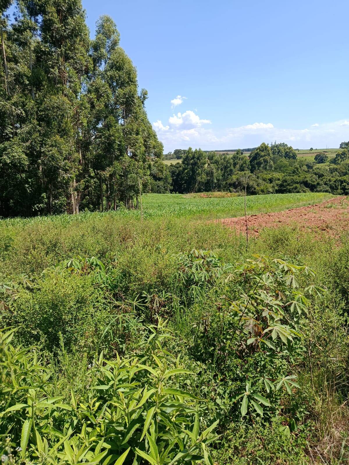 Terreno, 10 hectares - Foto 8