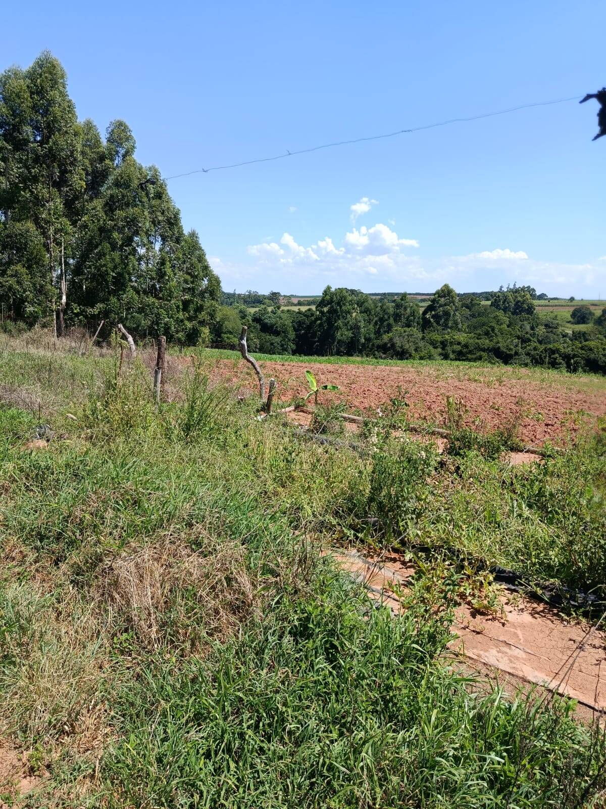 Terreno, 10 hectares - Foto 6