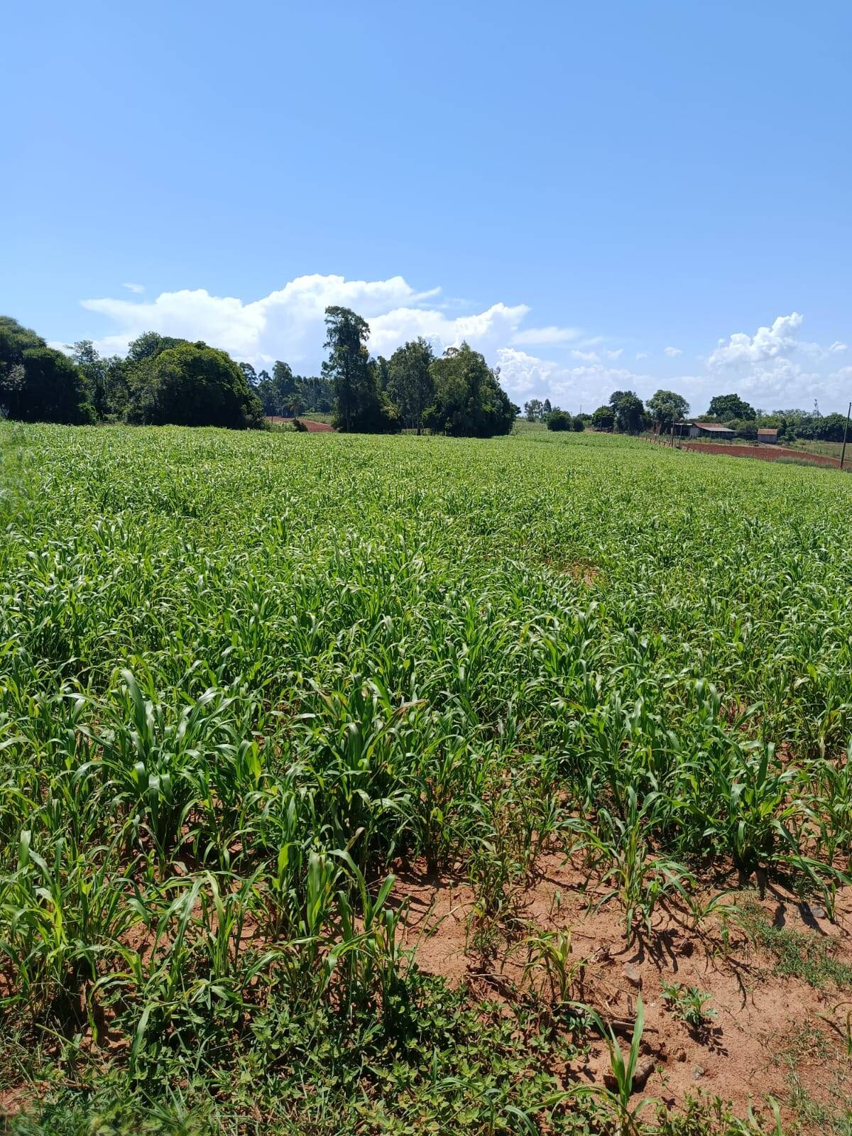 Terreno, 10 hectares - Foto 4