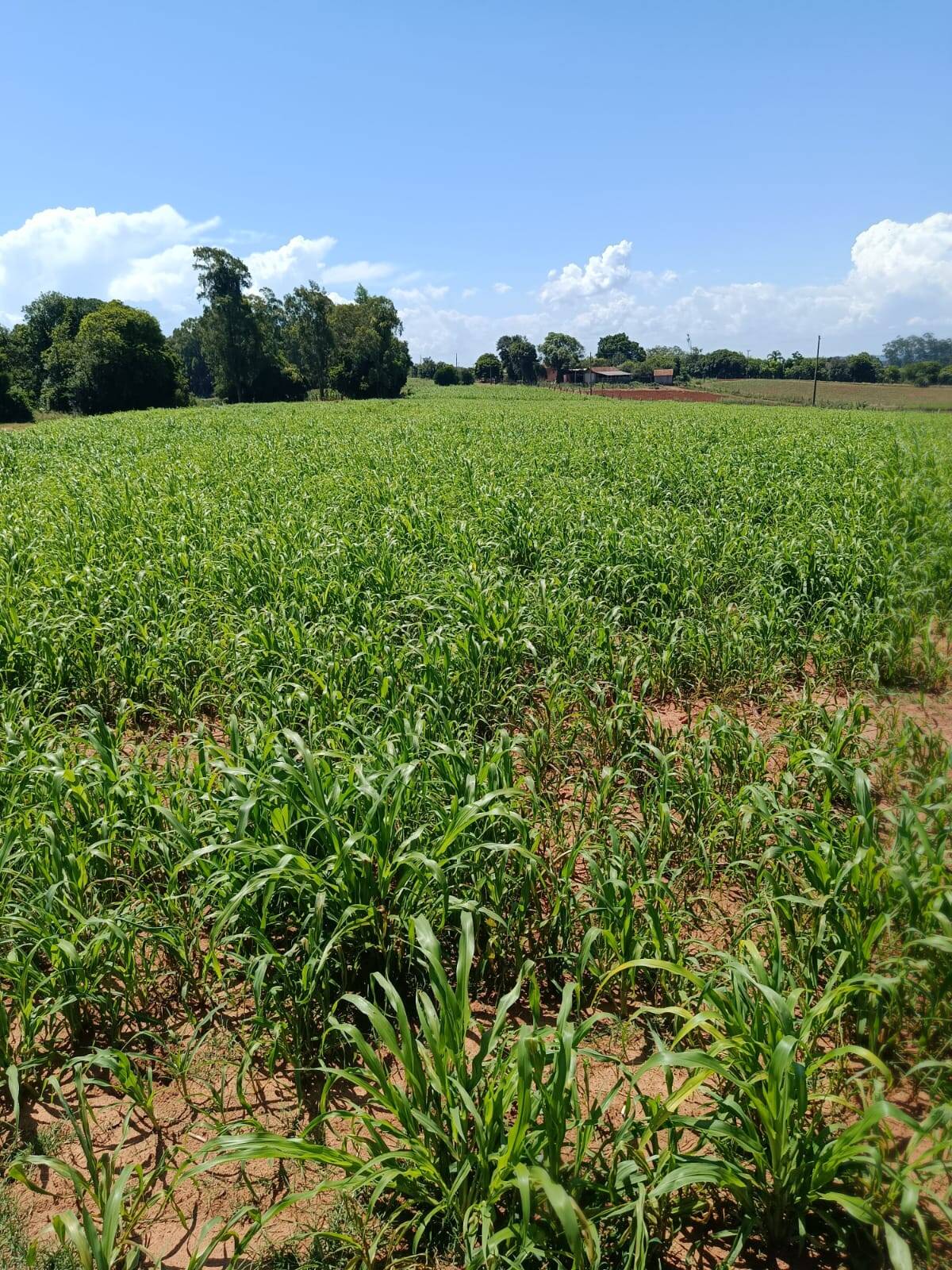 Terreno, 10 hectares - Foto 2