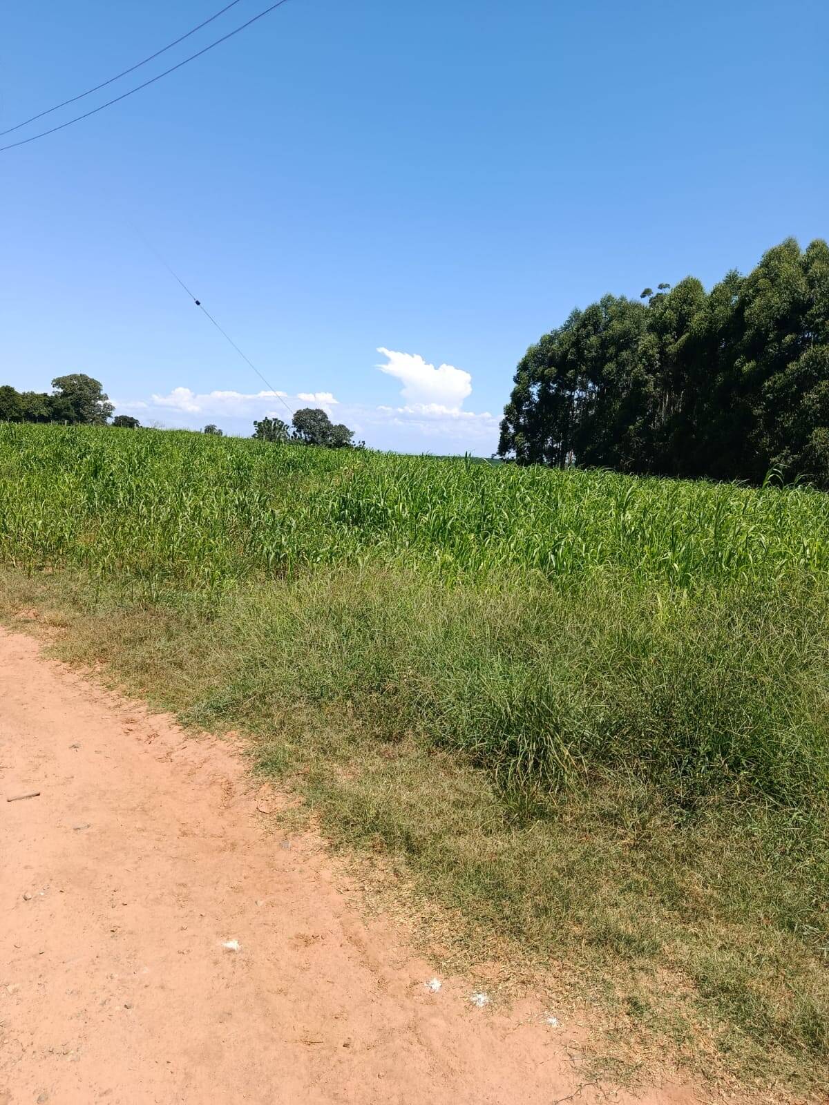 Terreno, 10 hectares - Foto 1