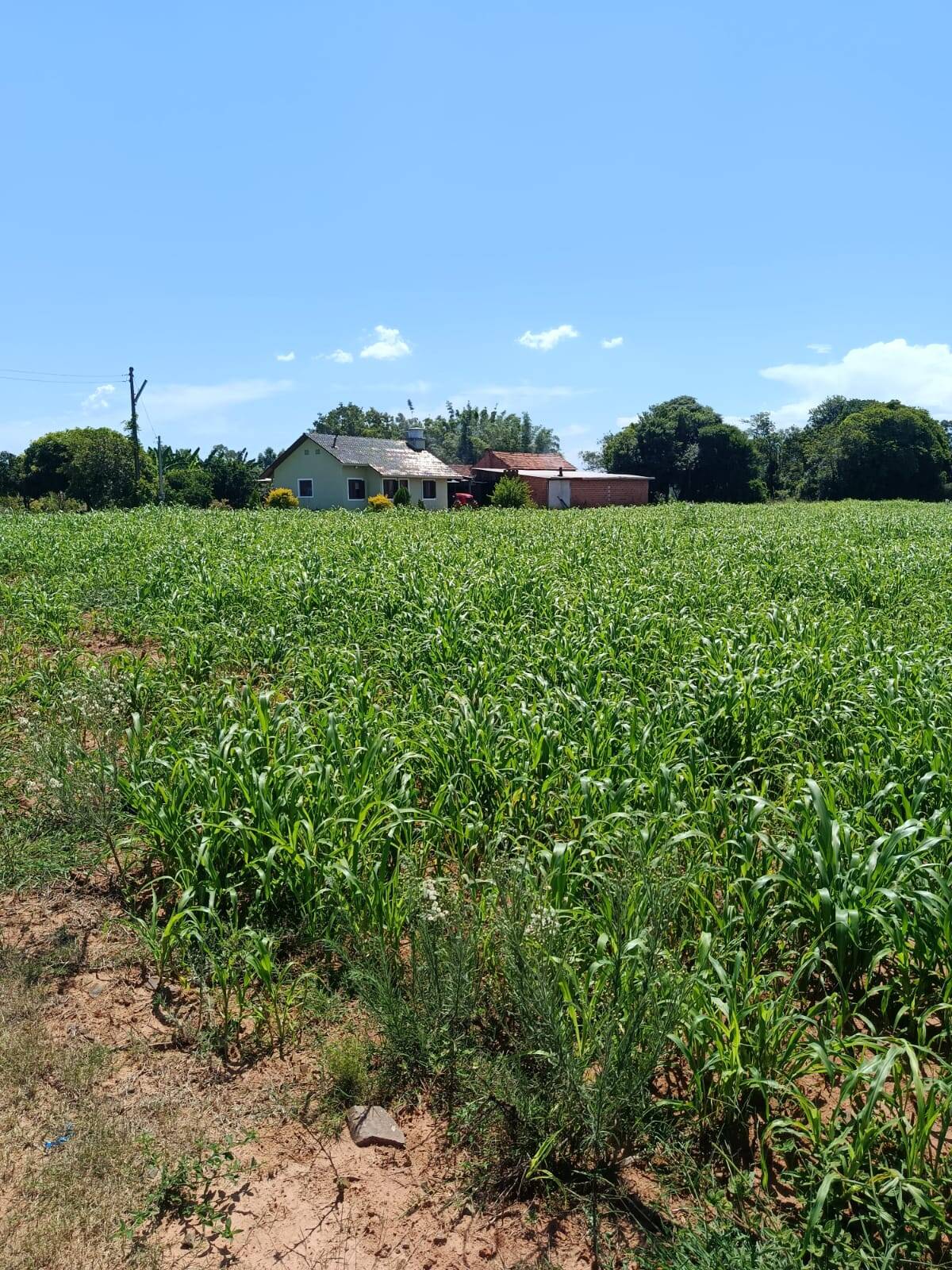 Terreno, 10 hectares - Foto 12