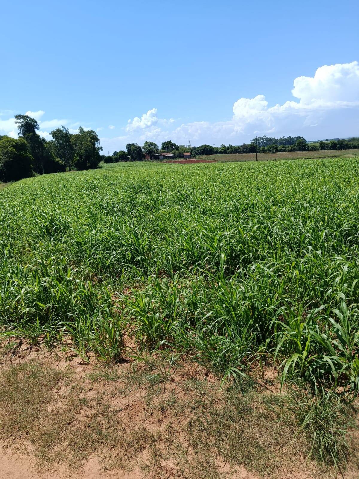 Terreno, 10 hectares - Foto 3