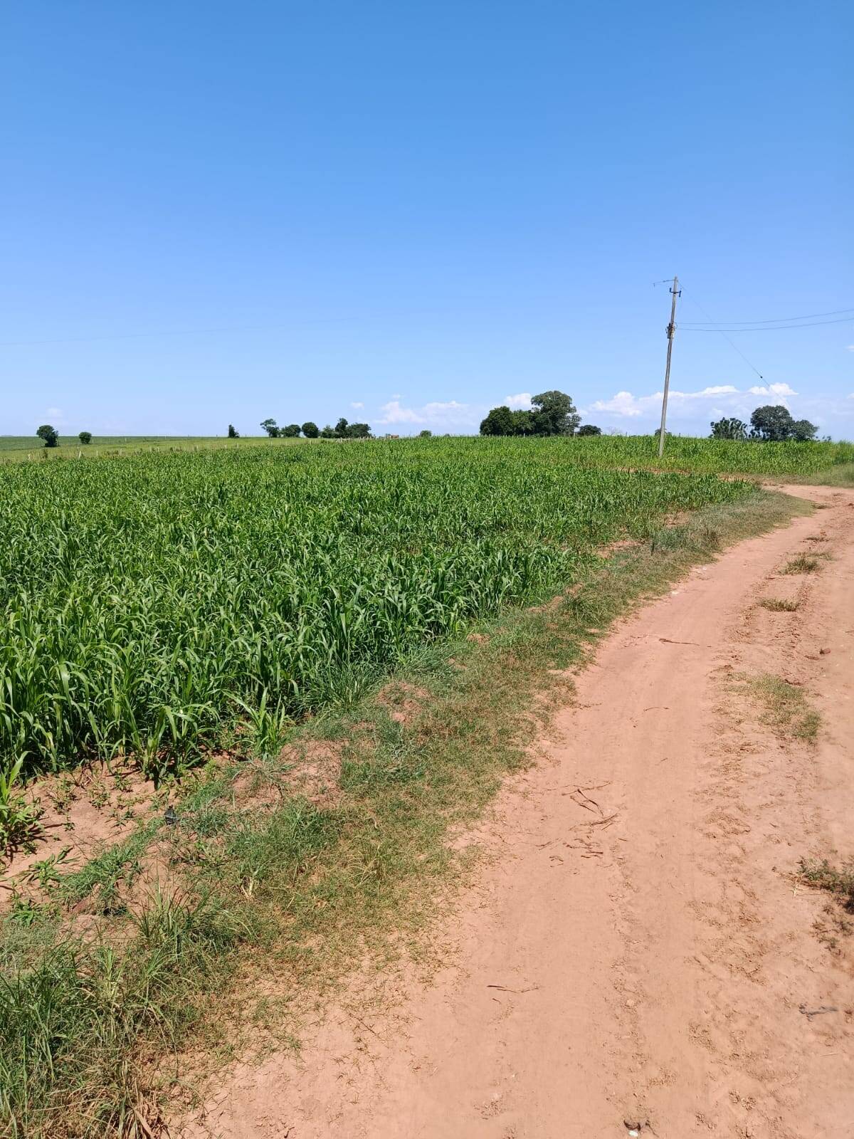 Terreno, 10 hectares - Foto 14
