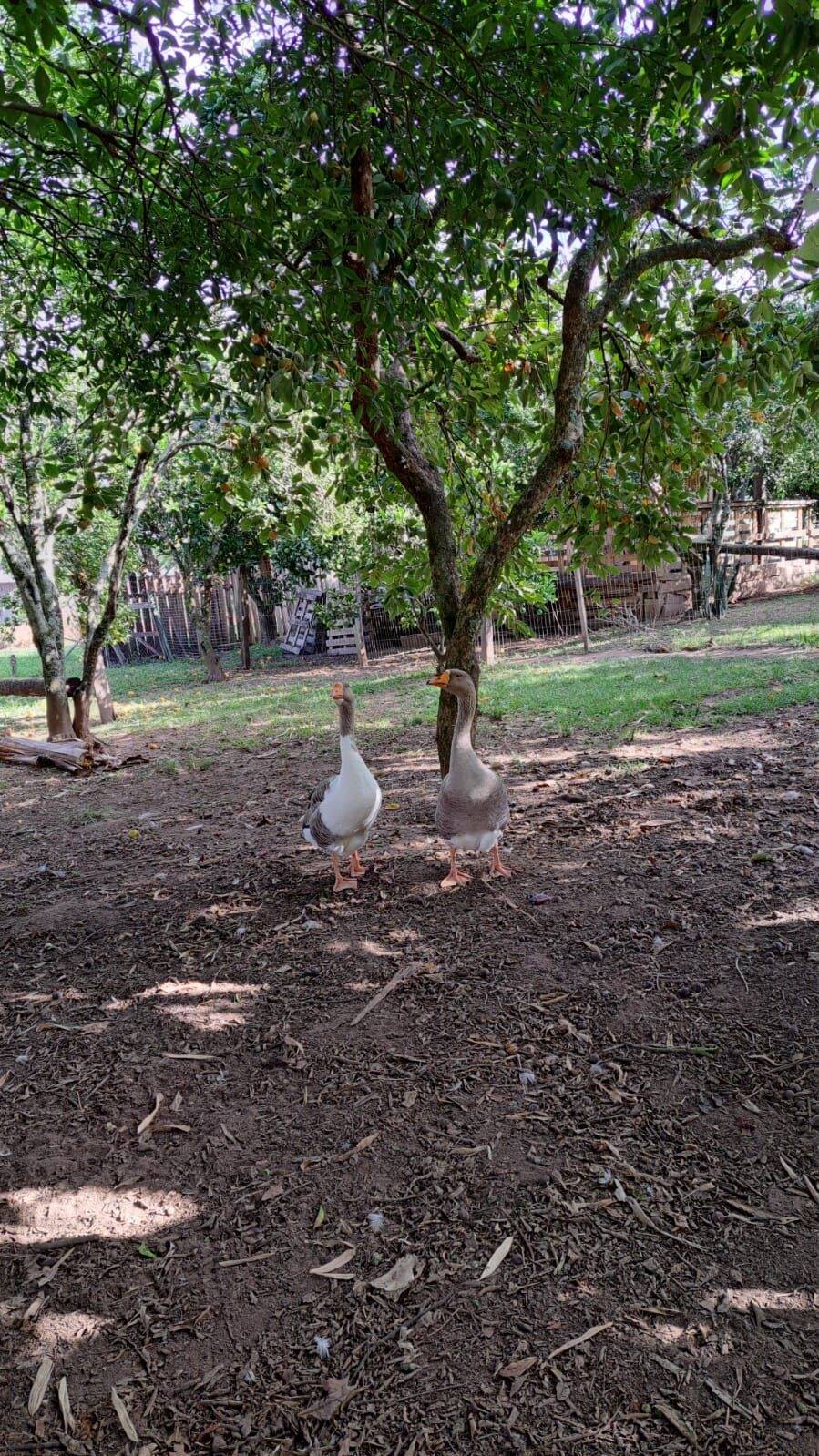 Chácara, 3 quartos, 5000 m² - Foto 12