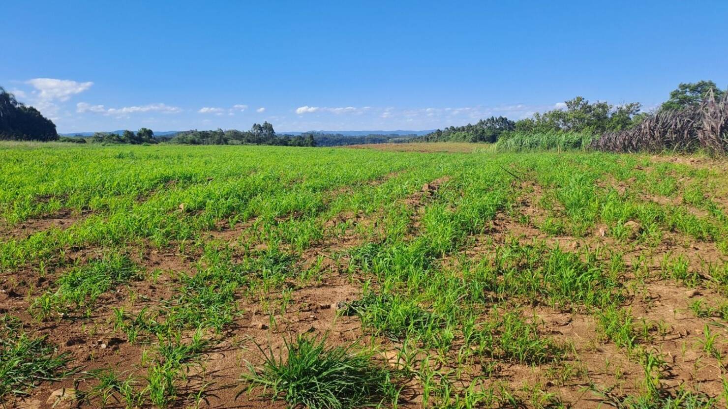 Fazenda, 21 hectares - Foto 6