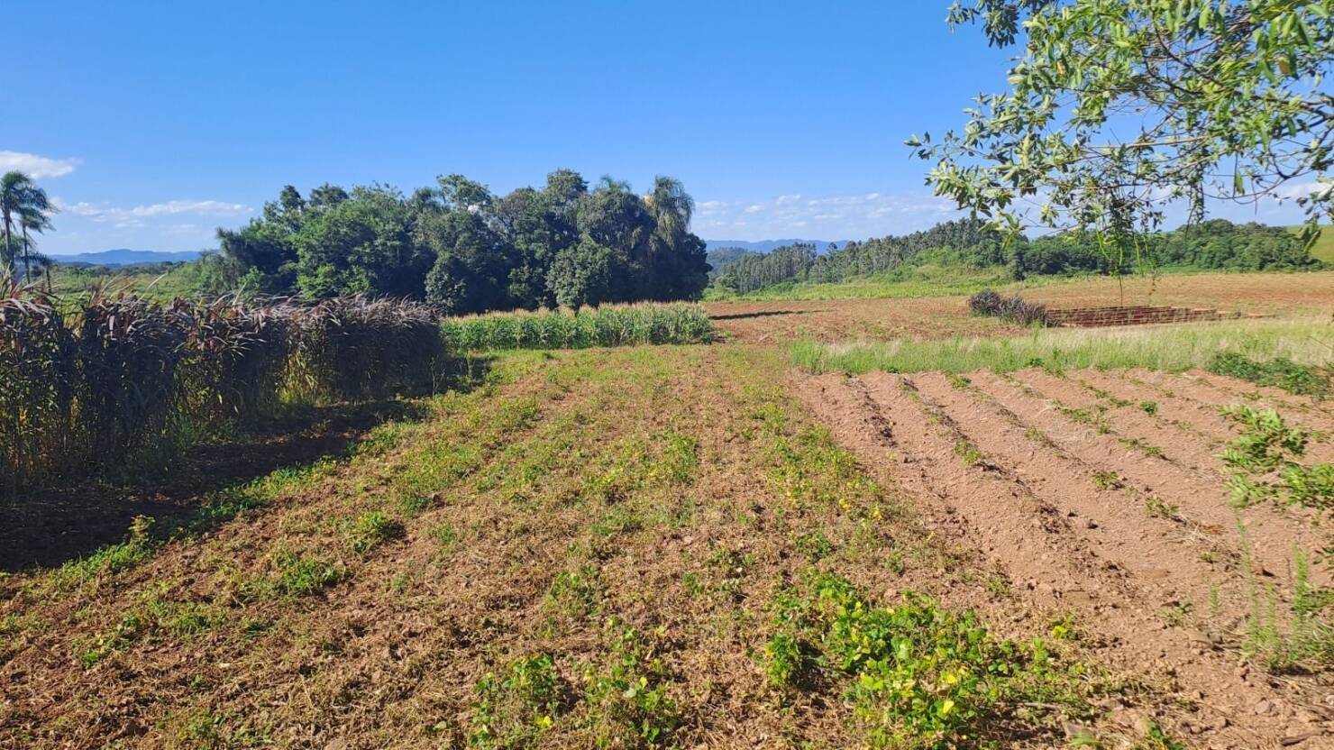 Fazenda, 21 hectares - Foto 7