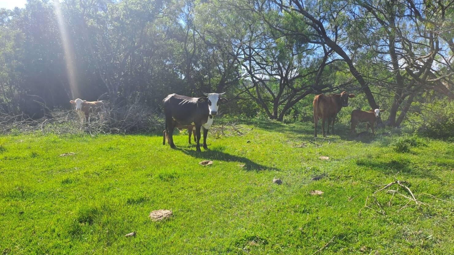 Fazenda, 21 hectares - Foto 12