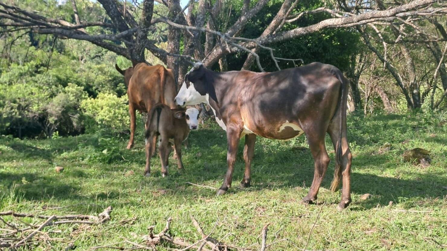 Fazenda, 21 hectares - Foto 13