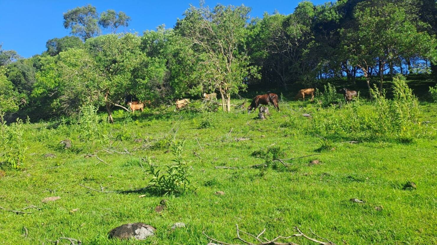 Fazenda, 21 hectares - Foto 14