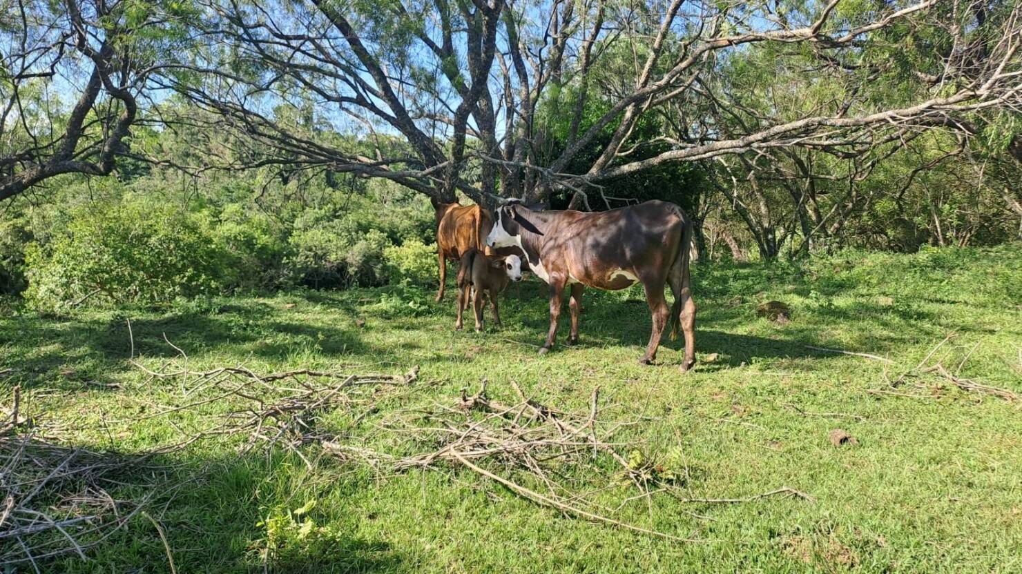 Fazenda, 21 hectares - Foto 15