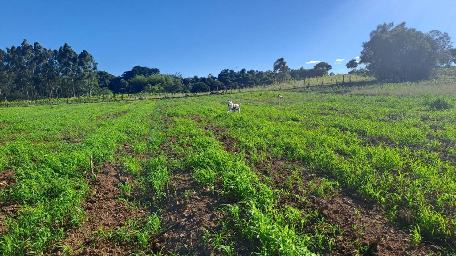 Fazenda, 21 hectares - Foto 25