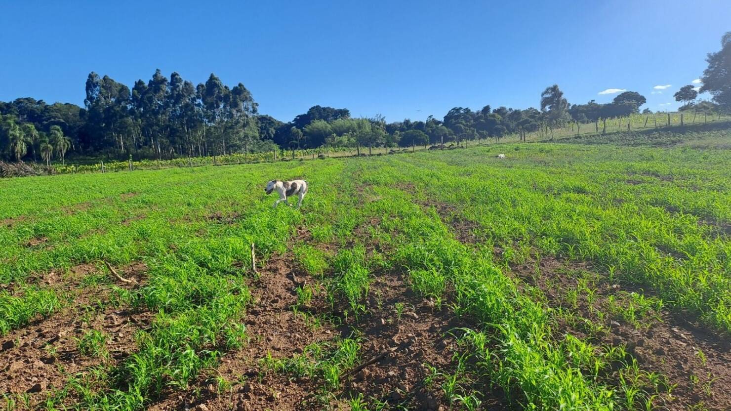 Fazenda, 21 hectares - Foto 26