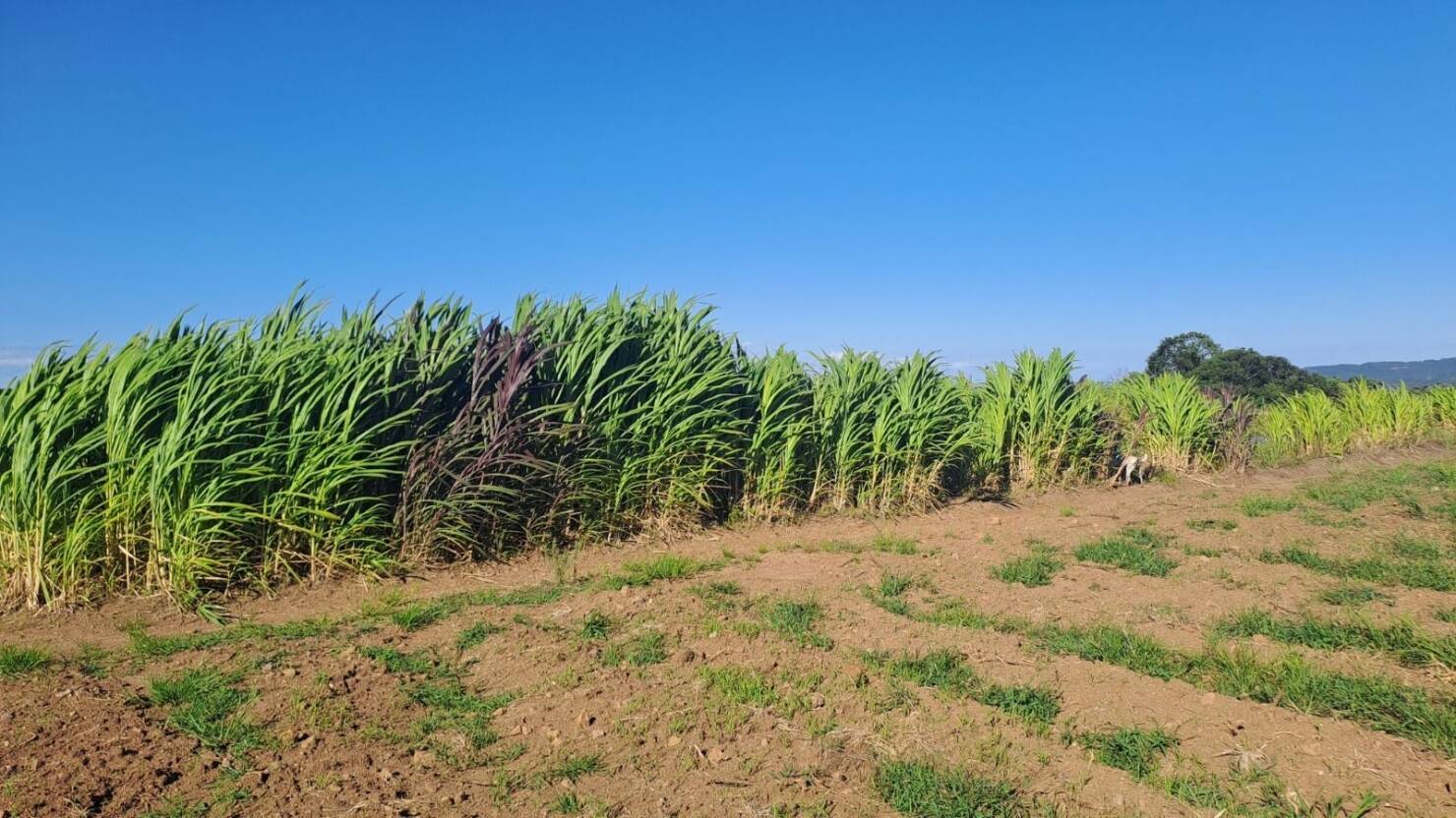 Fazenda, 21 hectares - Foto 28