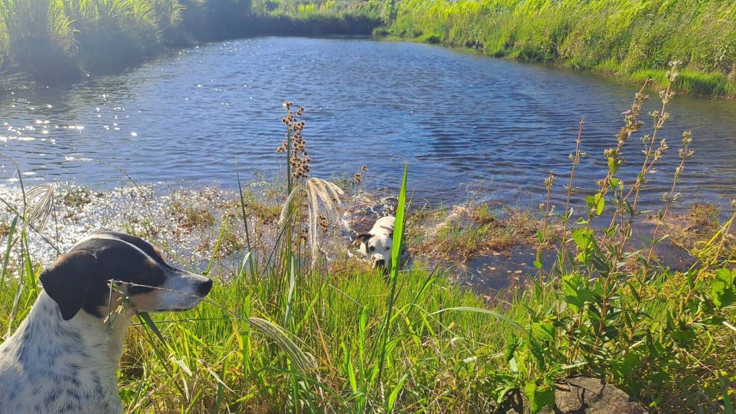 Fazenda, 21 hectares - Foto 30