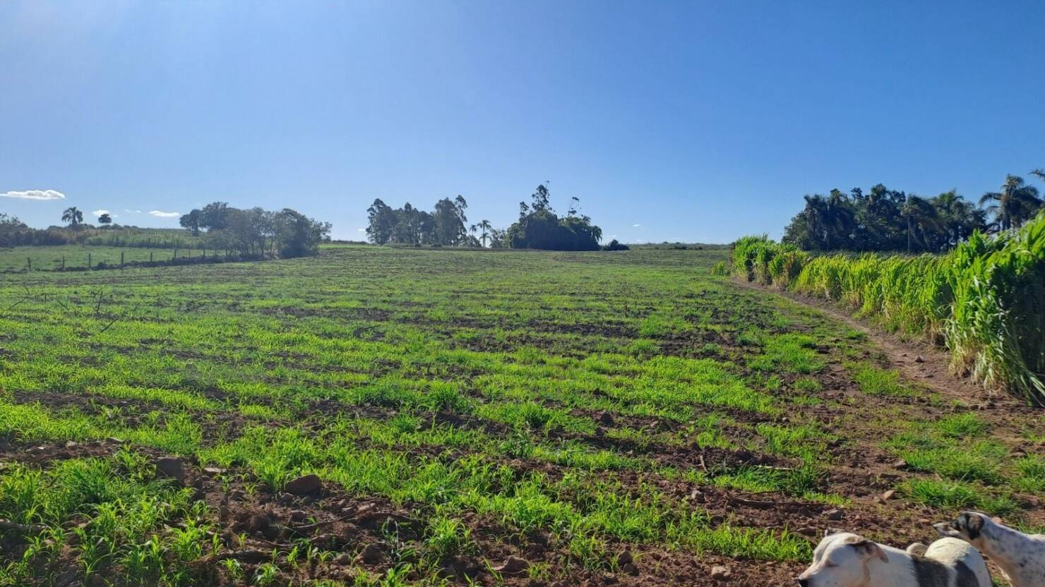 Fazenda, 21 hectares - Foto 31