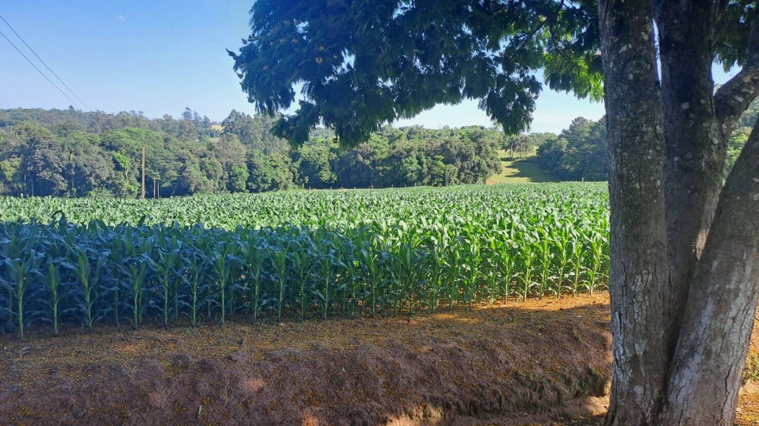 Chácara à venda com 2 quartos, 100m² - Foto 16