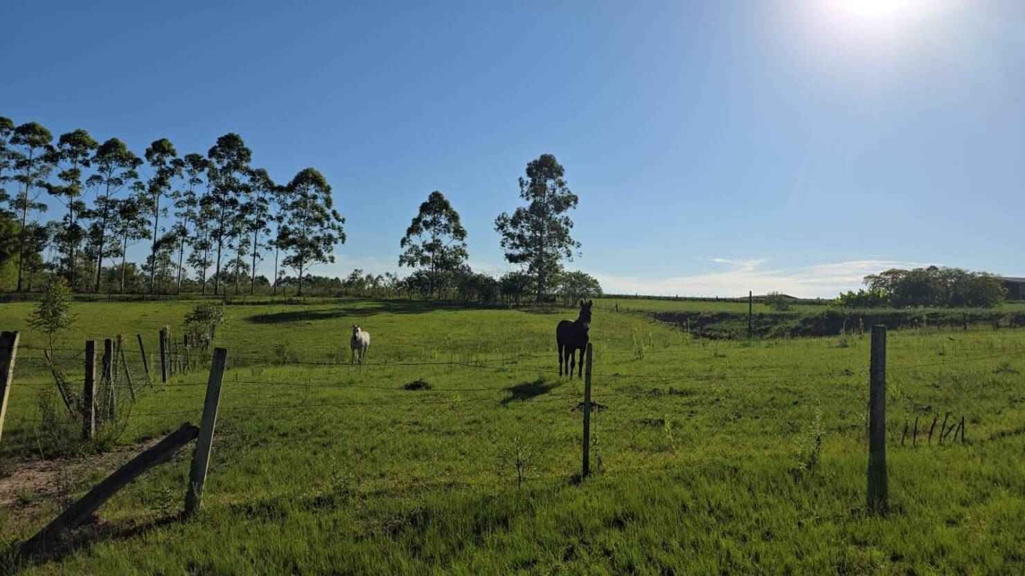 Chácara, 1 quarto, 3 hectares - Foto 13
