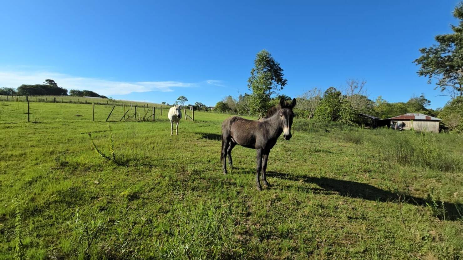 Chácara, 1 quarto, 3 hectares - Foto 14
