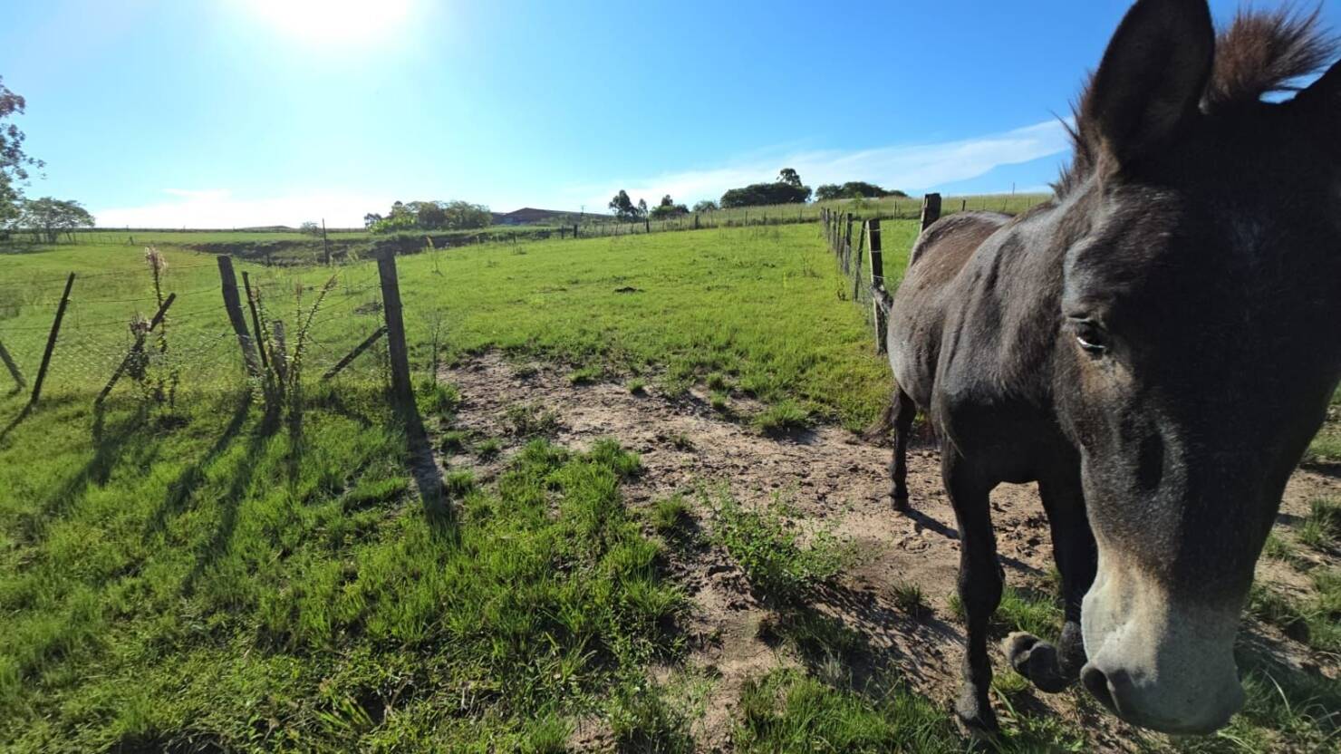 Chácara, 1 quarto, 3 hectares - Foto 15