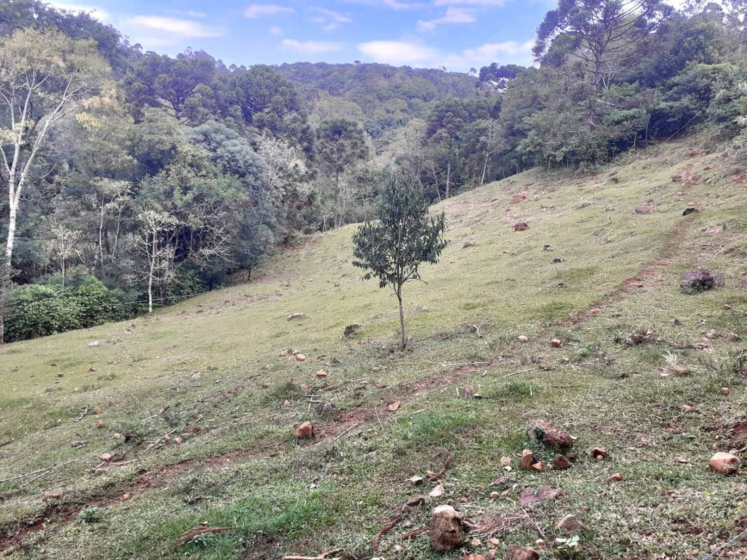 Fazenda à venda com 4 quartos, 130000m² - Foto 6