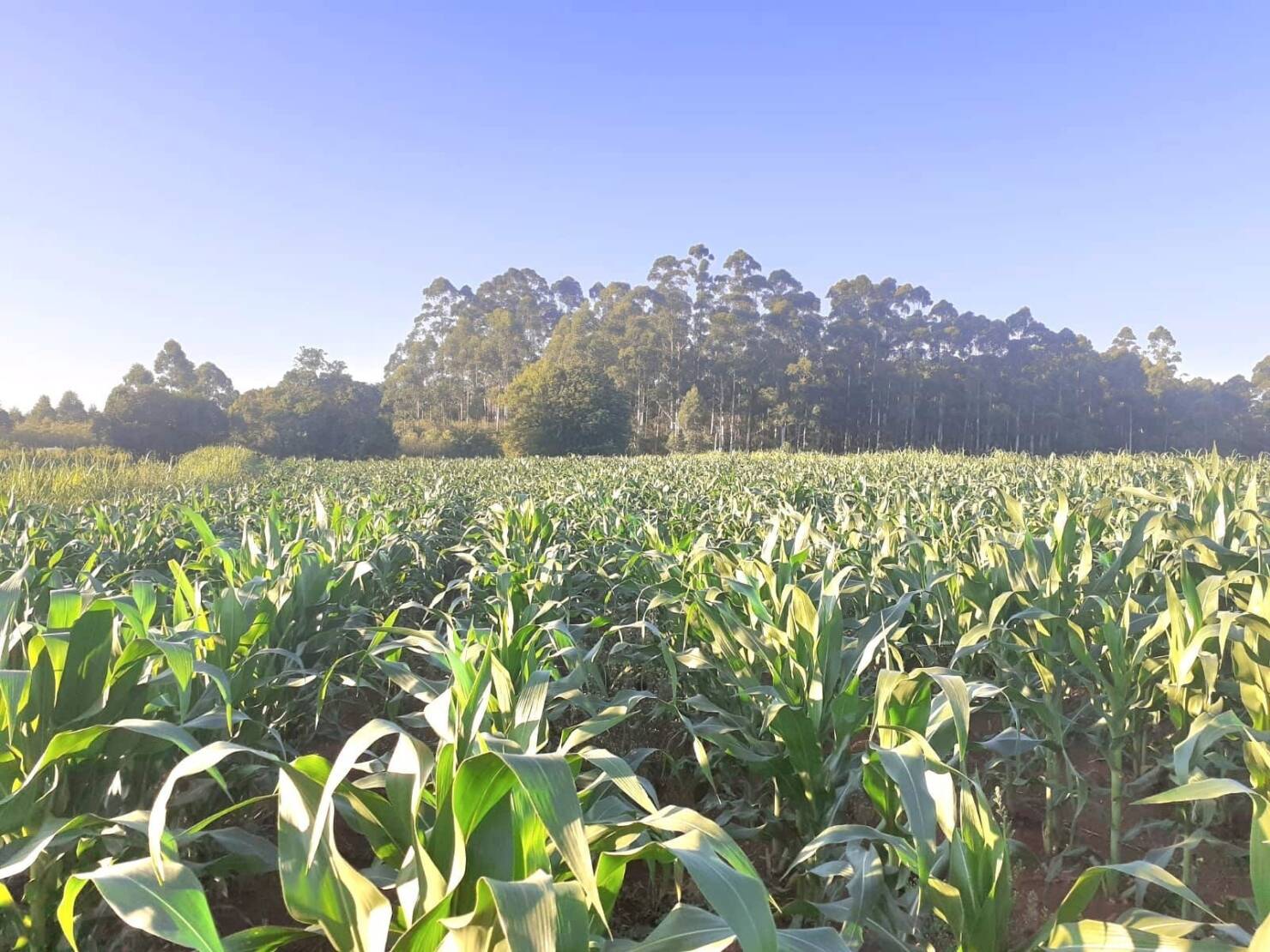 Fazenda à venda com 4 quartos, 130000m² - Foto 15