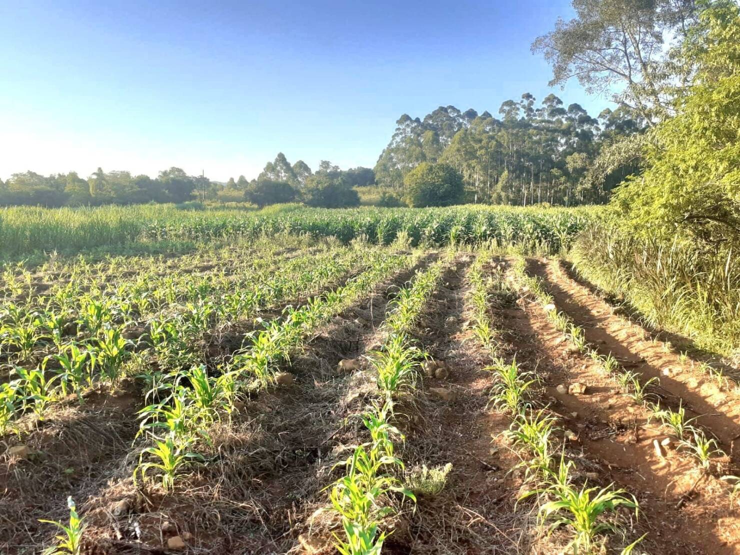 Fazenda à venda com 4 quartos, 130000m² - Foto 16