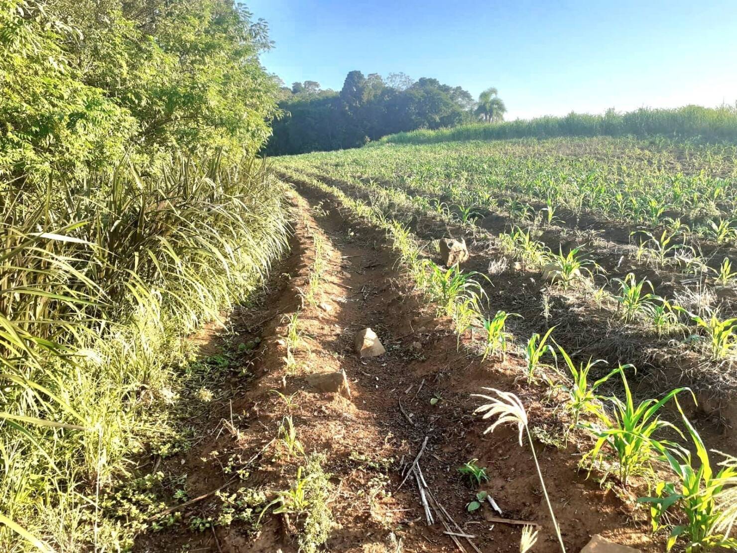 Fazenda à venda com 4 quartos, 130000m² - Foto 17