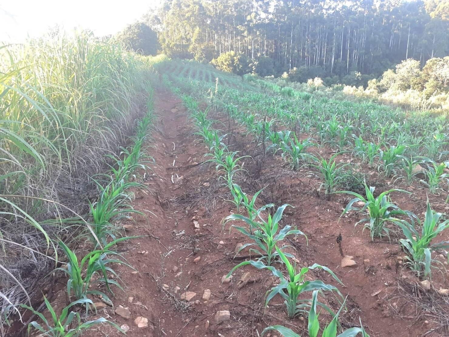 Fazenda à venda com 4 quartos, 130000m² - Foto 18