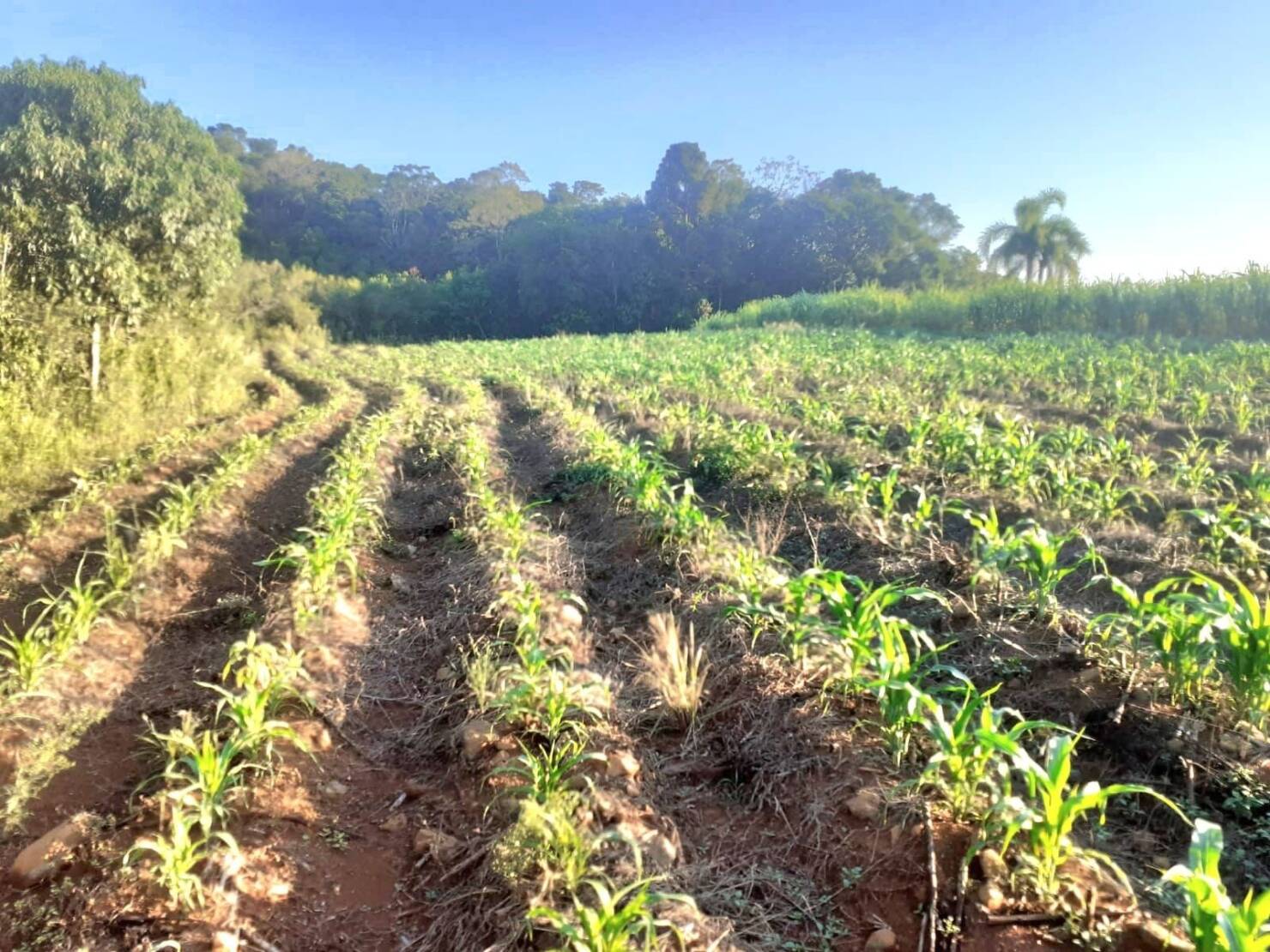 Fazenda à venda com 4 quartos, 130000m² - Foto 19