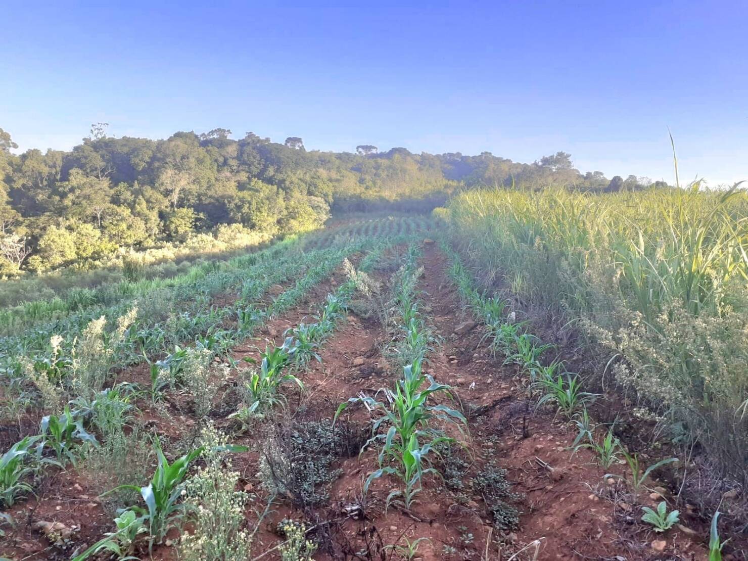 Fazenda à venda com 4 quartos, 130000m² - Foto 20