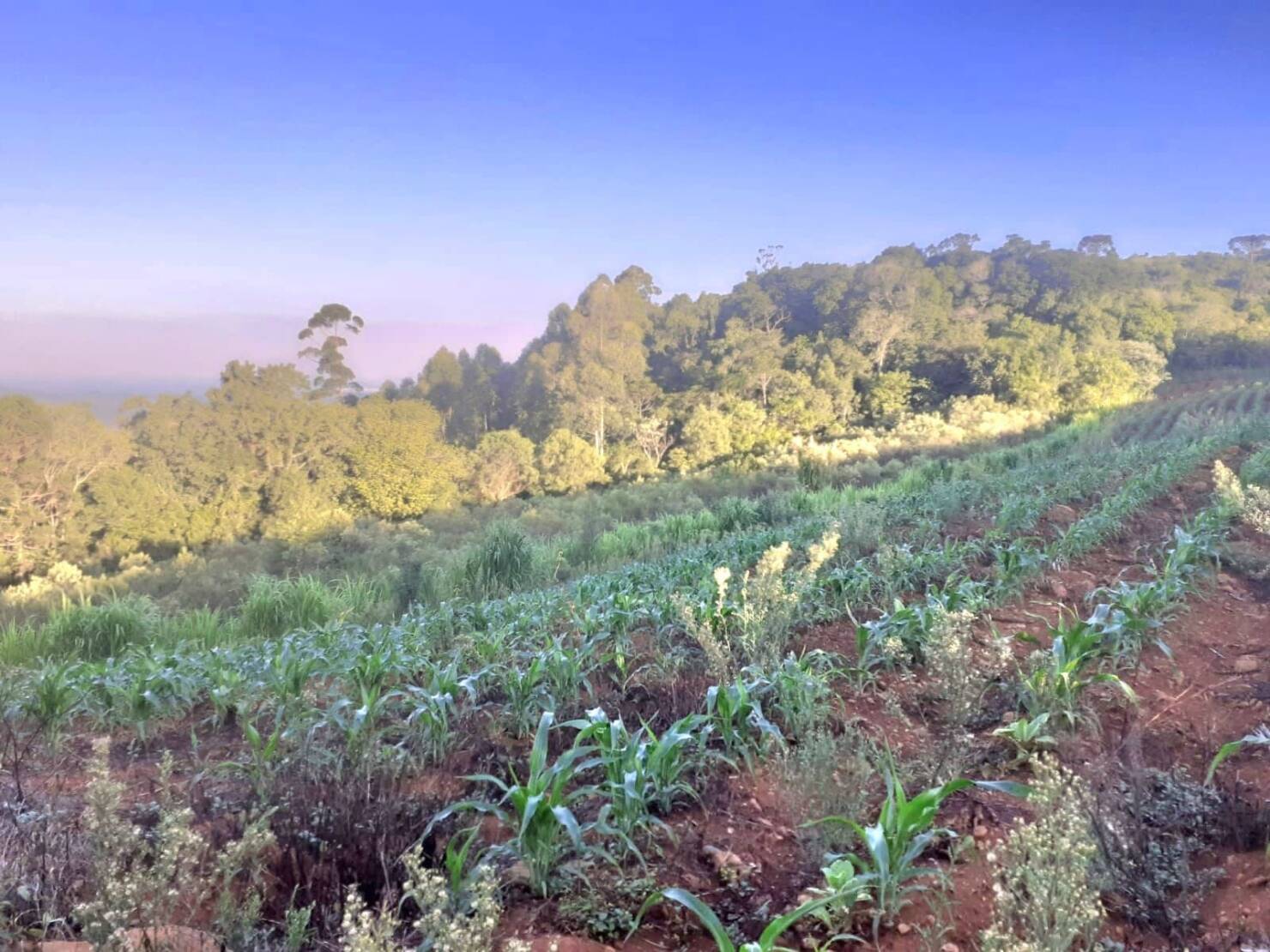 Fazenda à venda com 4 quartos, 130000m² - Foto 21