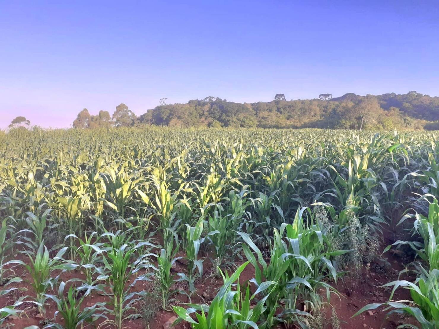 Fazenda à venda com 4 quartos, 130000m² - Foto 22