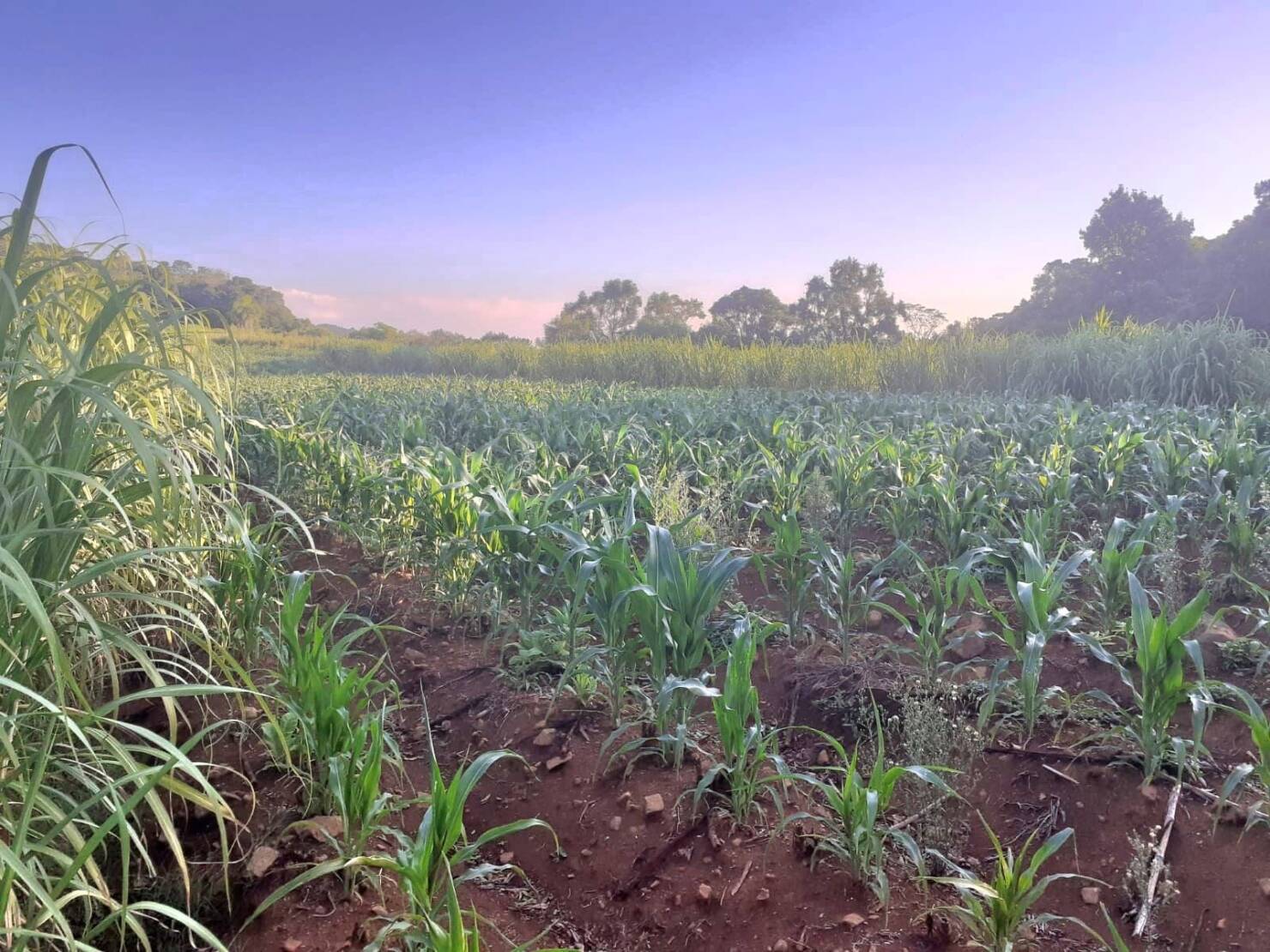 Fazenda à venda com 4 quartos, 130000m² - Foto 23