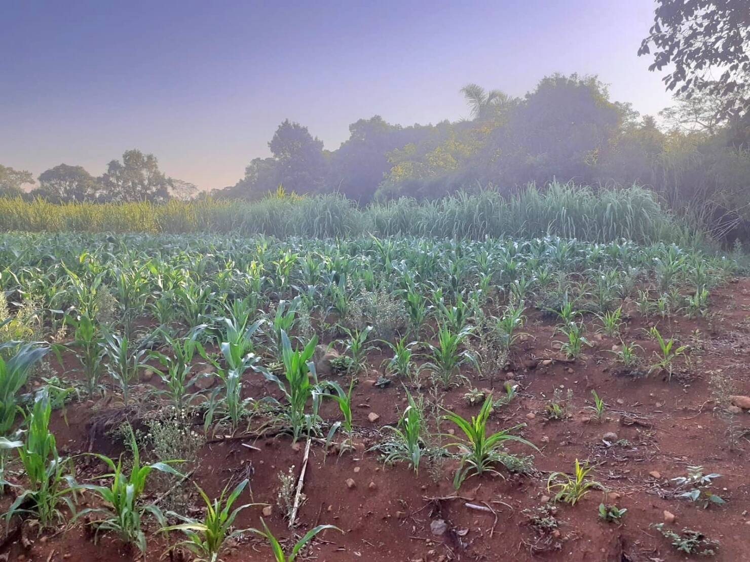 Fazenda à venda com 4 quartos, 130000m² - Foto 24