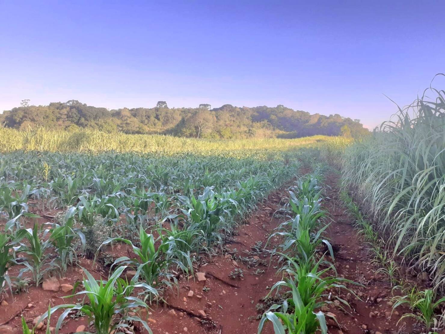 Fazenda à venda com 4 quartos, 130000m² - Foto 25